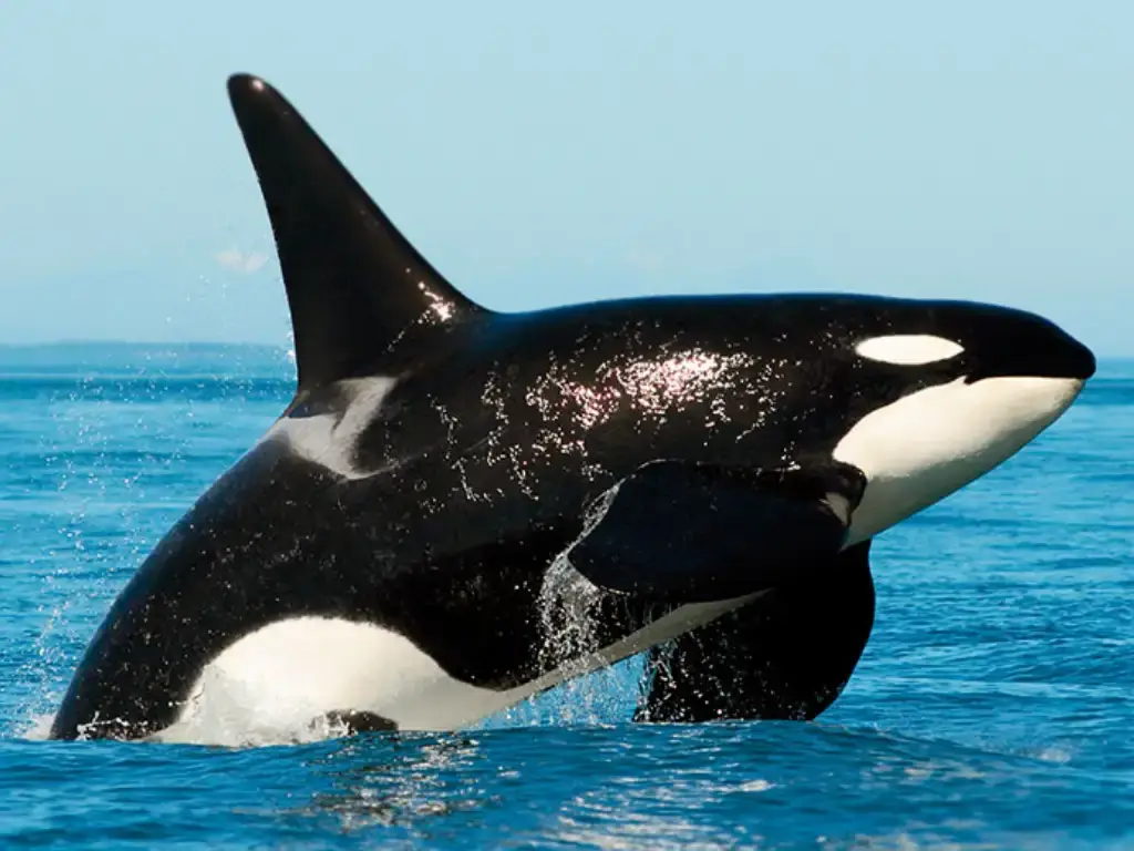 PUERTO MADRYN 2025