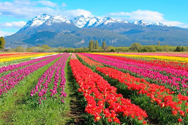 ESQUEL CON TULIPANES - COMARCA ANDINA y RUTA GALESA - 2026